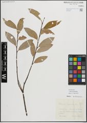 Foto von Salix myrsinifolia Salisb.